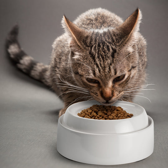 Catguru Cat Bowls